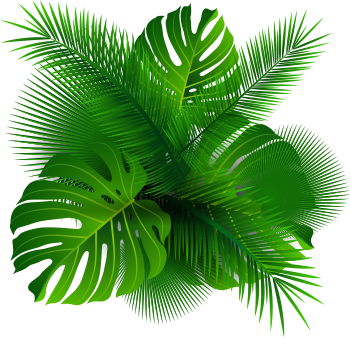 fleur palmier